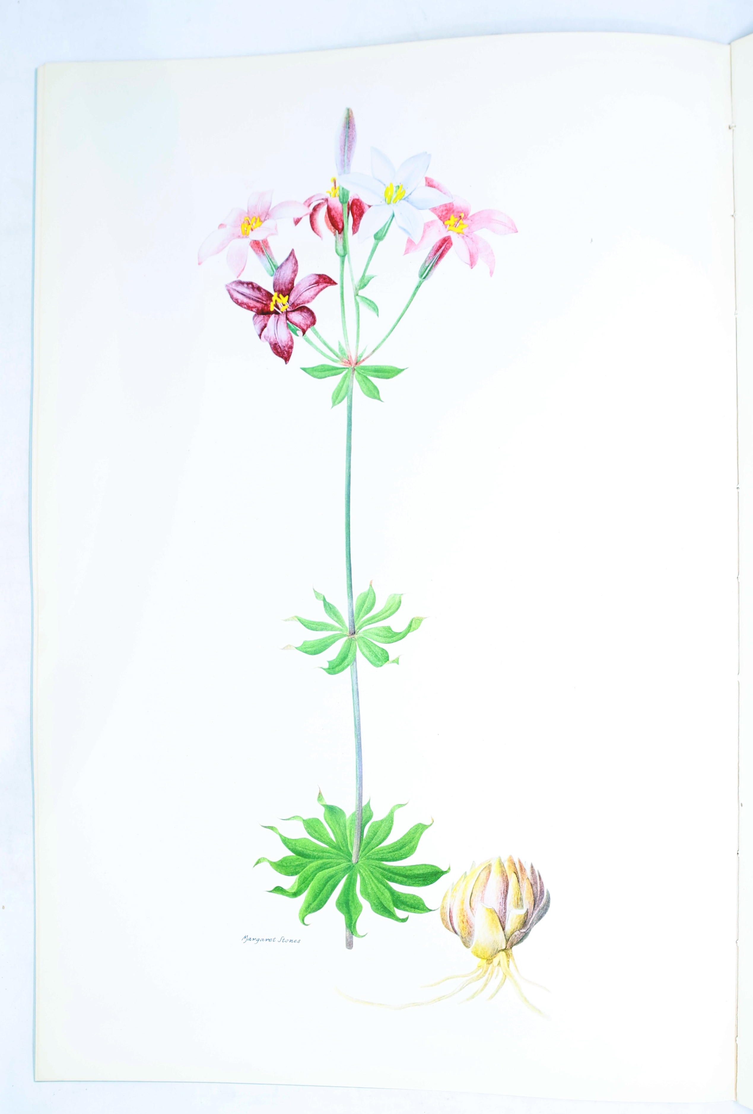 Artwork by Henry John Elwes, Elwes Monograph of the Genus Lilium with Supplement, First Edition, Made of mounted photograph