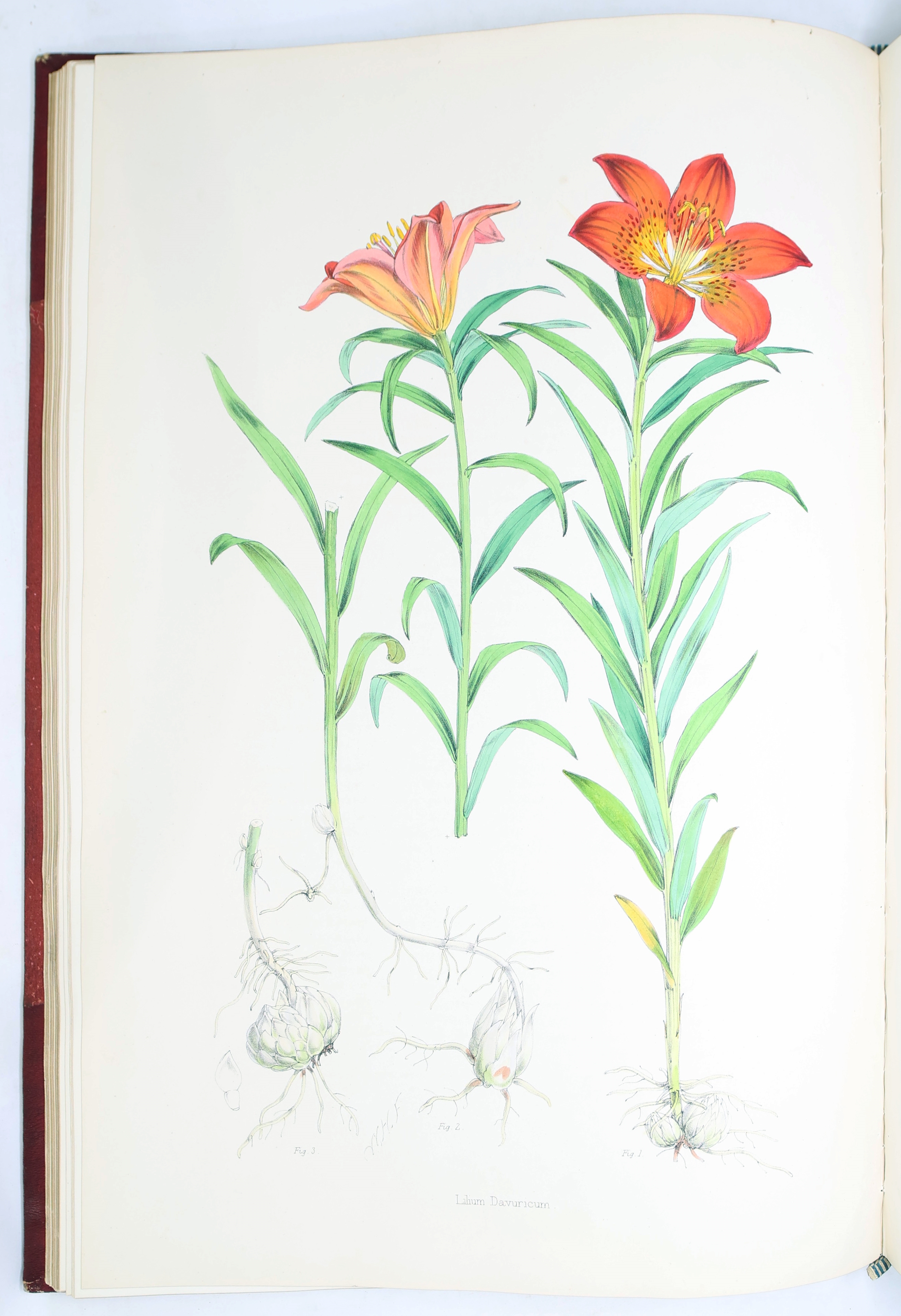 Artwork by Henry John Elwes, Elwes Monograph of the Genus Lilium with Supplement, First Edition, Made of mounted photograph