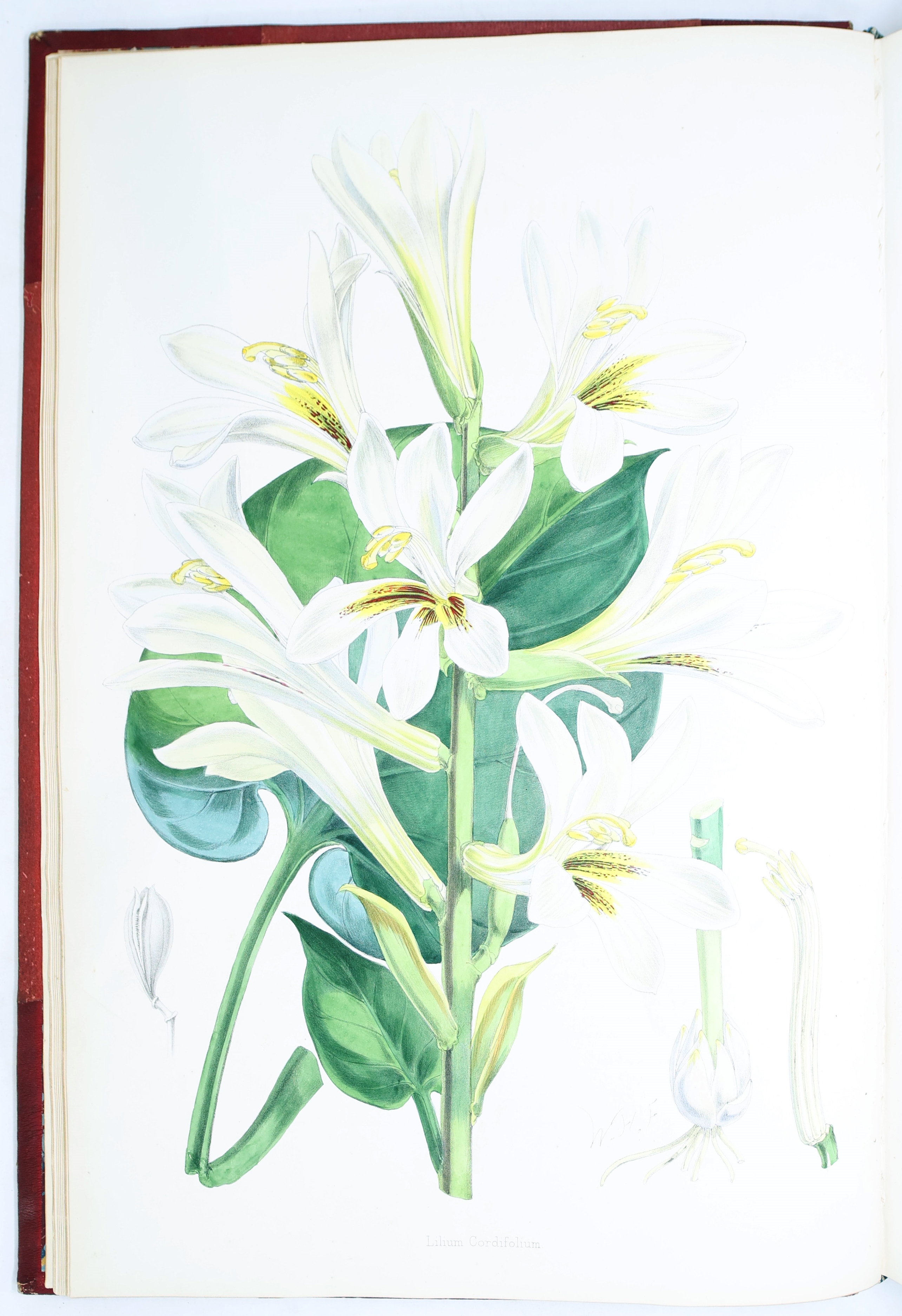 Artwork by Henry John Elwes, Elwes Monograph of the Genus Lilium with Supplement, First Edition, Made of mounted photograph