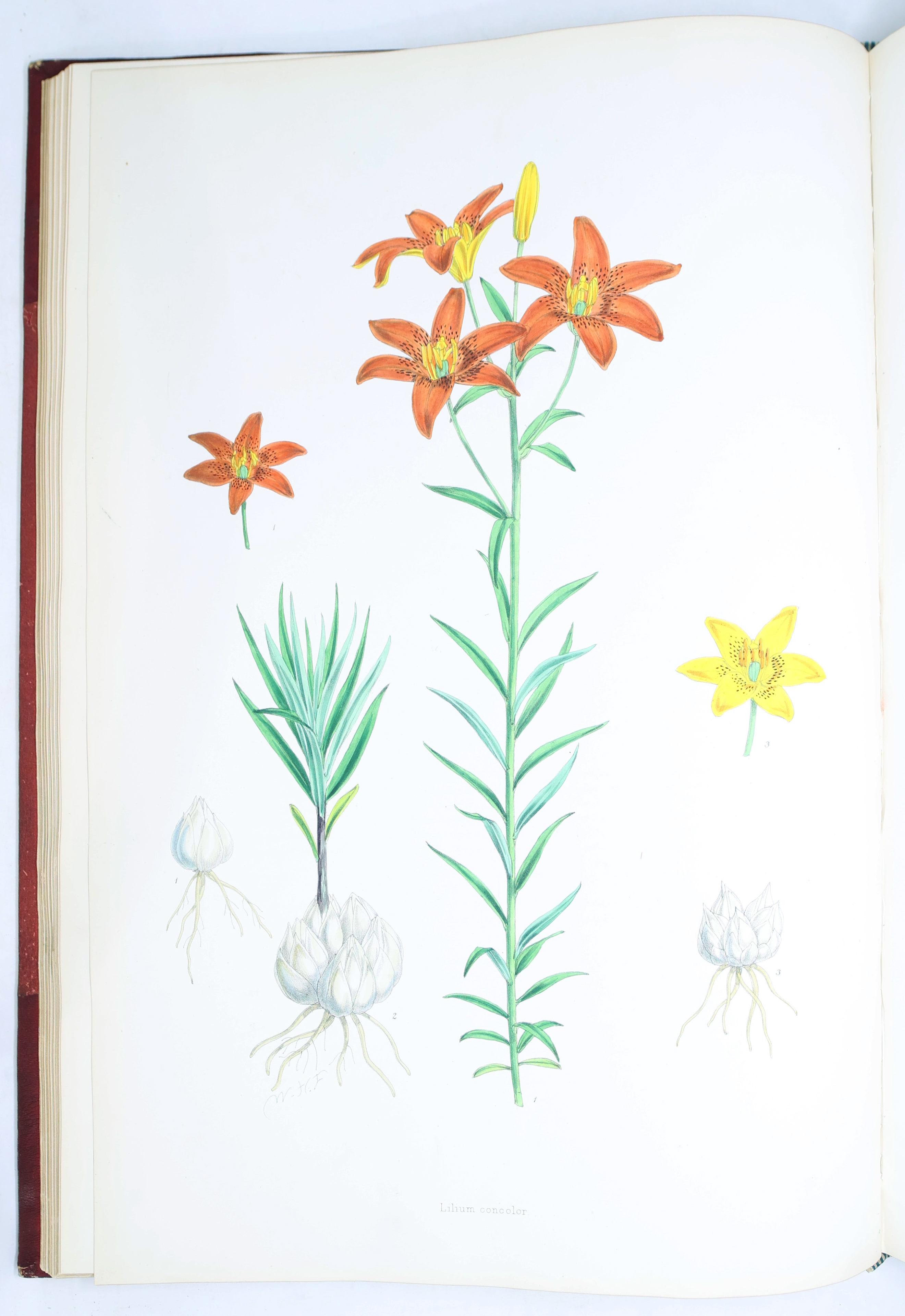 Artwork by Henry John Elwes, Elwes Monograph of the Genus Lilium with Supplement, First Edition, Made of mounted photograph