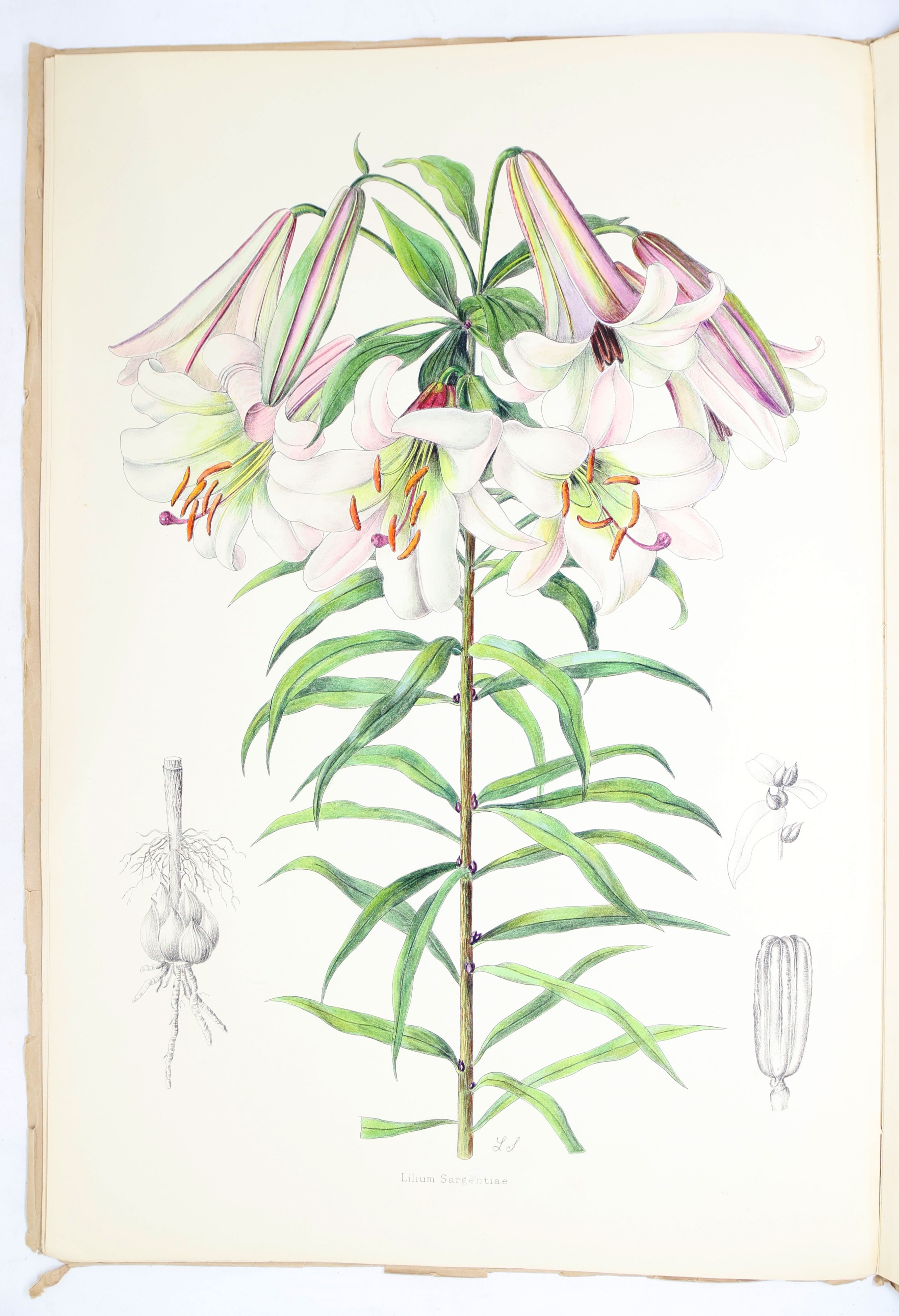 Artwork by Henry John Elwes, Elwes Monograph of the Genus Lilium with Supplement, First Edition, Made of mounted photograph