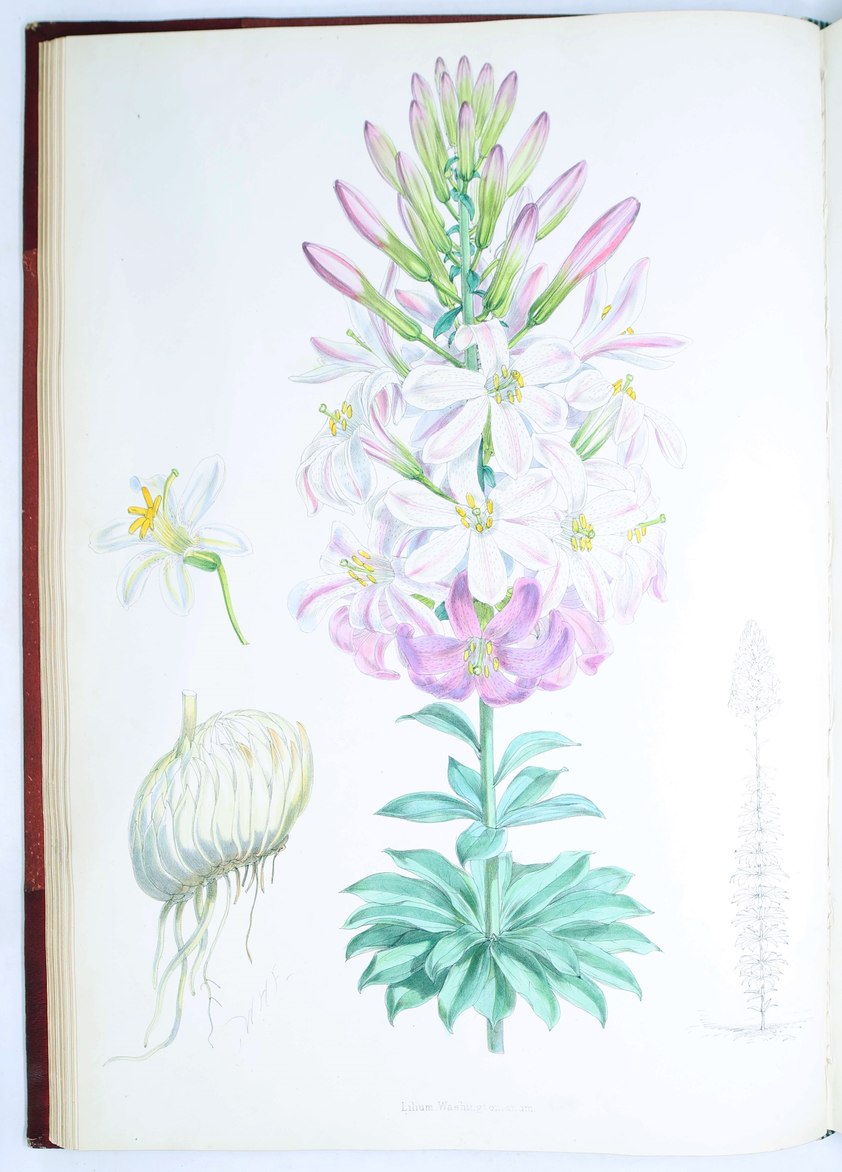 Artwork by Henry John Elwes, Elwes Monograph of the Genus Lilium with Supplement, First Edition, Made of mounted photograph
