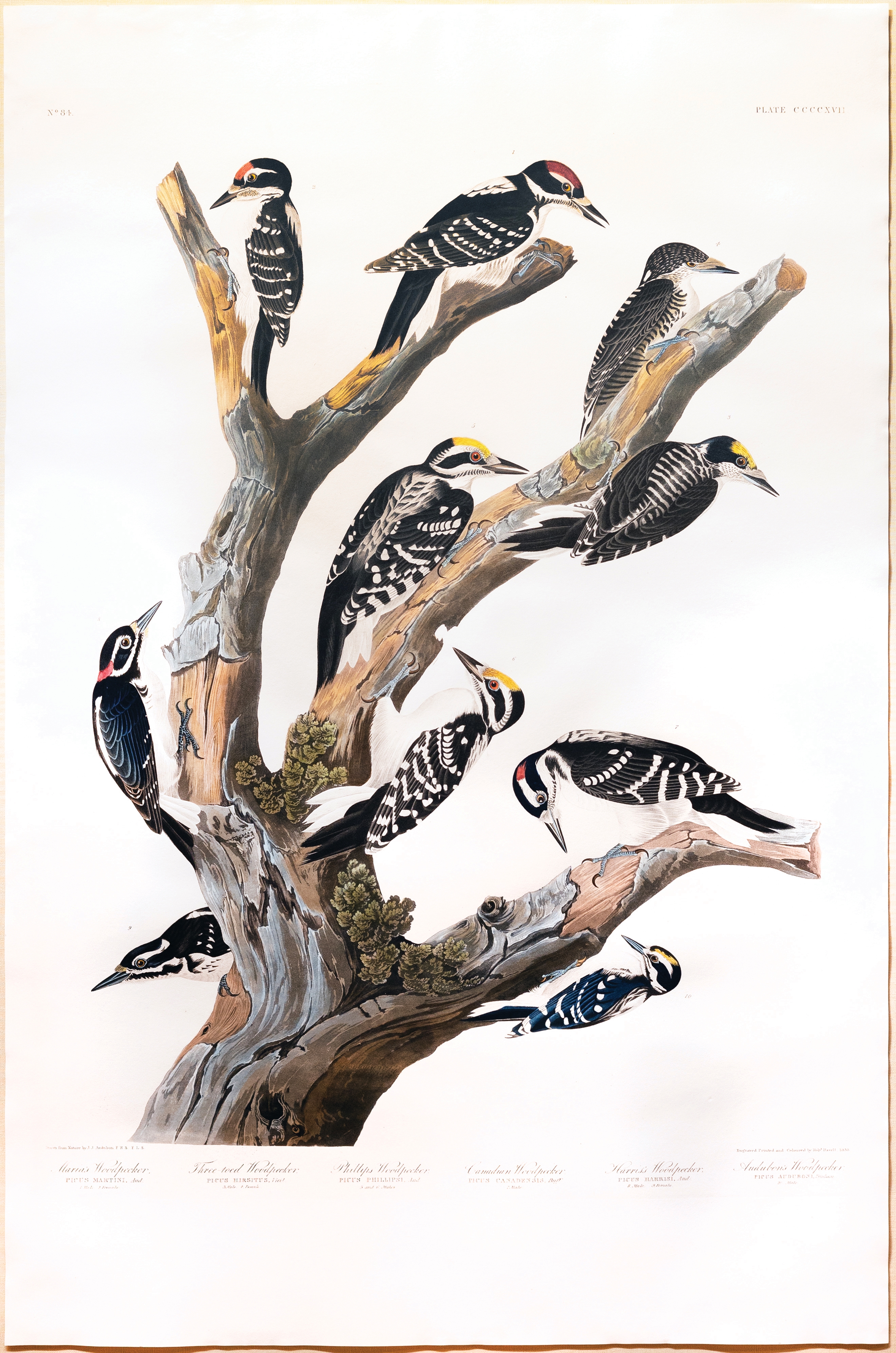 Audubon Aquatint, Maria's Woodpecker... by John James Audubon