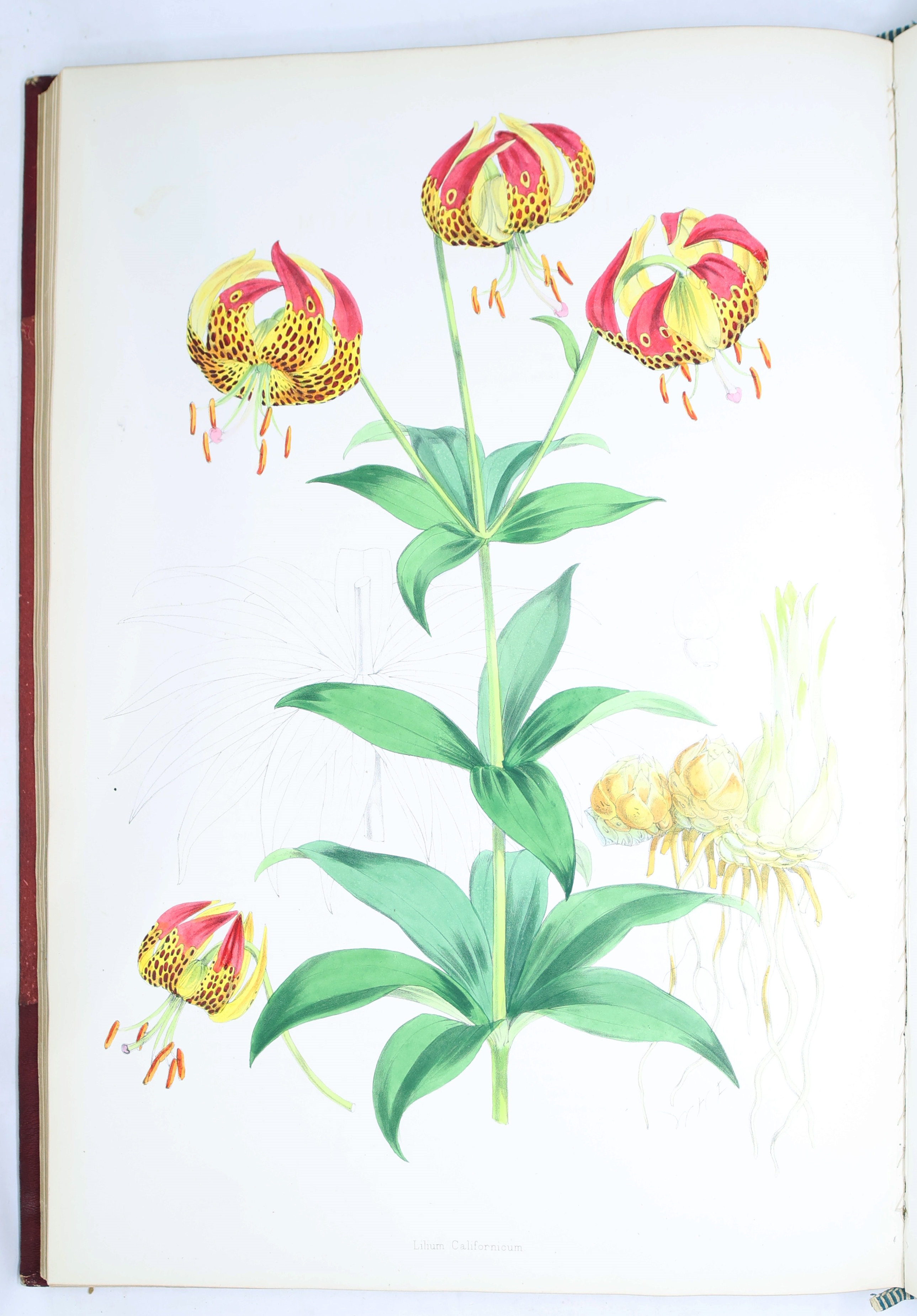 Artwork by Henry John Elwes, Elwes Monograph of the Genus Lilium with Supplement, First Edition, Made of mounted photograph