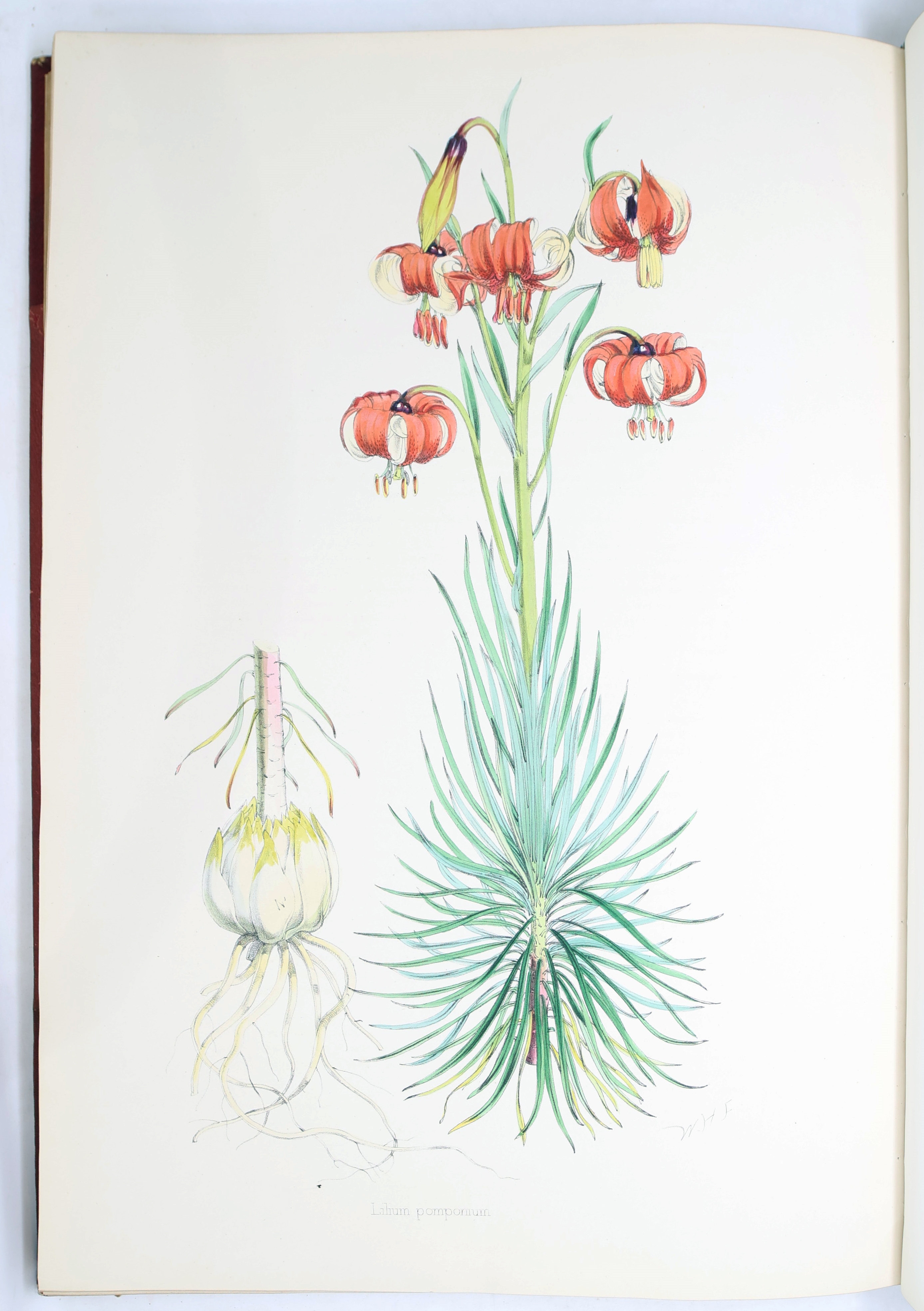 Artwork by Henry John Elwes, Elwes Monograph of the Genus Lilium with Supplement, First Edition, Made of mounted photograph