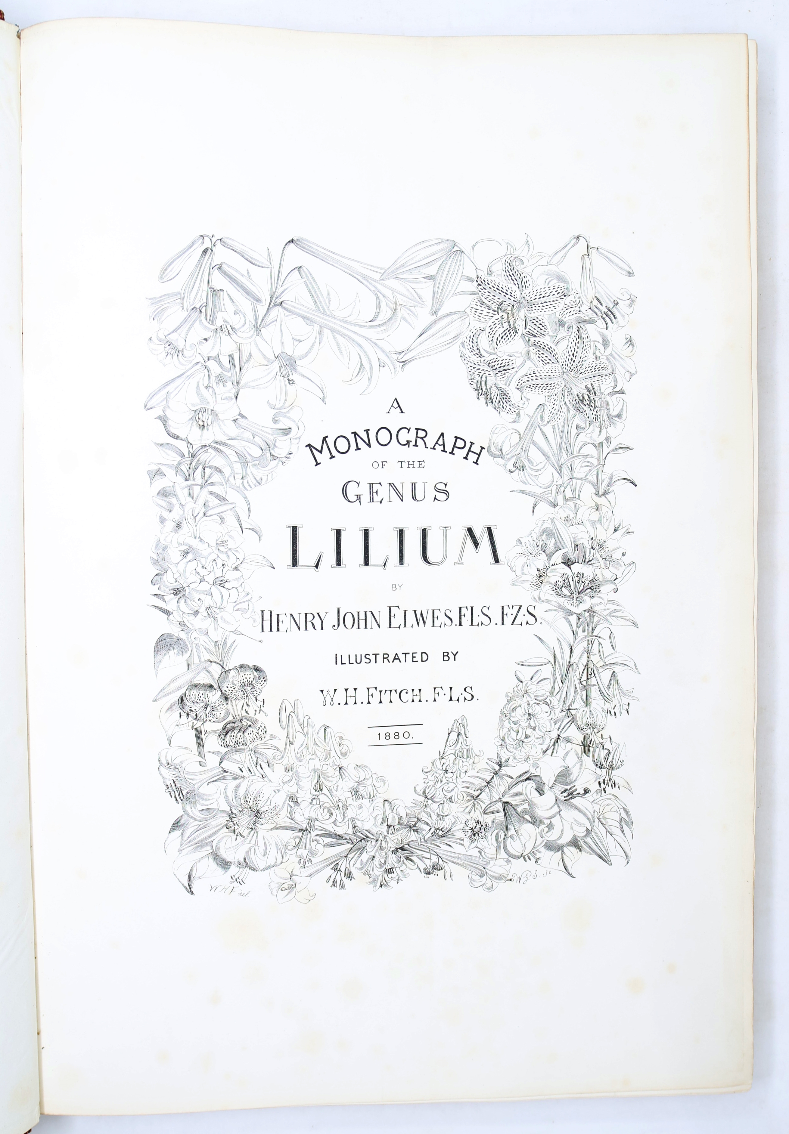 Artwork by Henry John Elwes, Elwes Monograph of the Genus Lilium with Supplement, First Edition, Made of mounted photograph