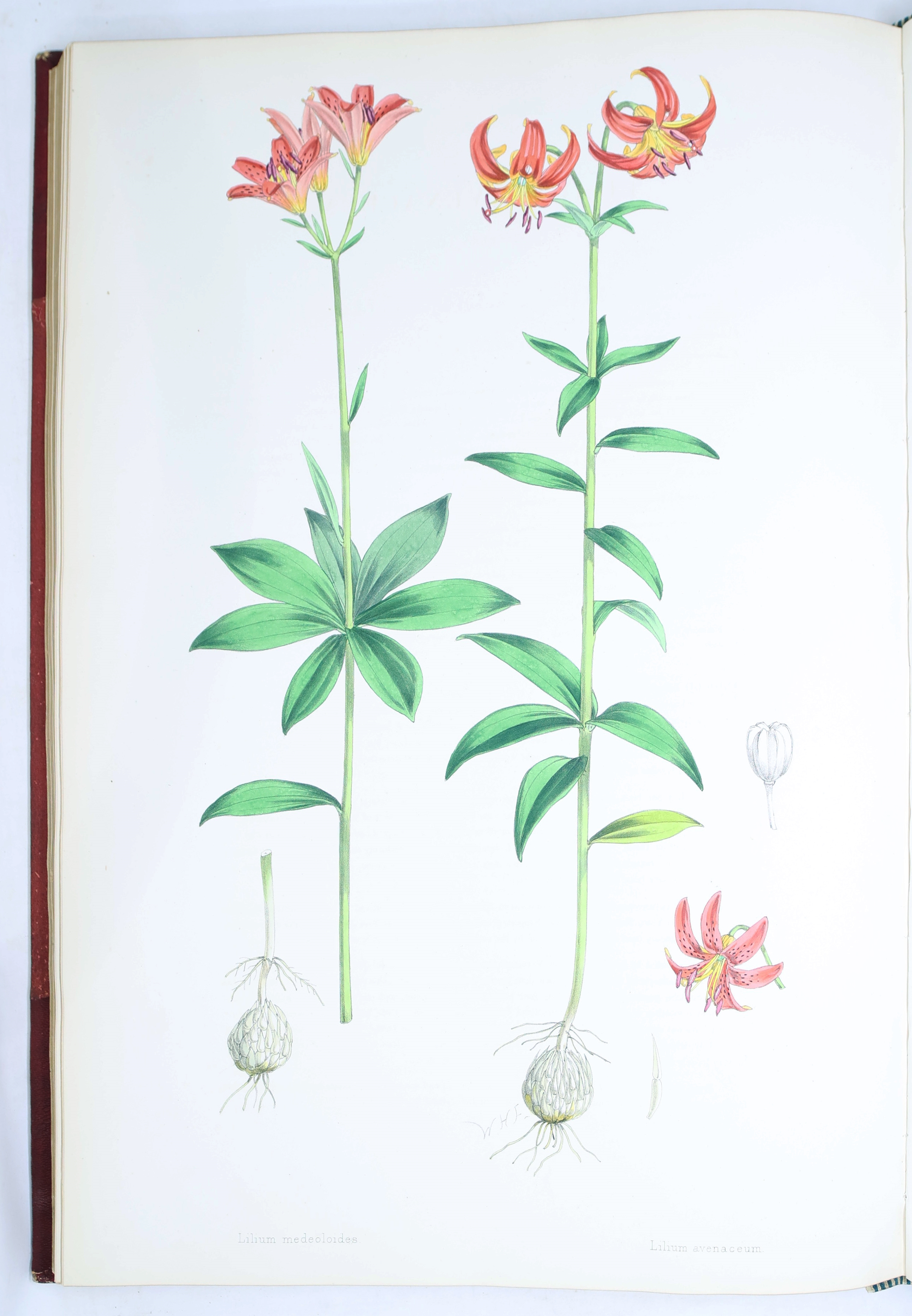 Artwork by Henry John Elwes, Elwes Monograph of the Genus Lilium with Supplement, First Edition, Made of mounted photograph