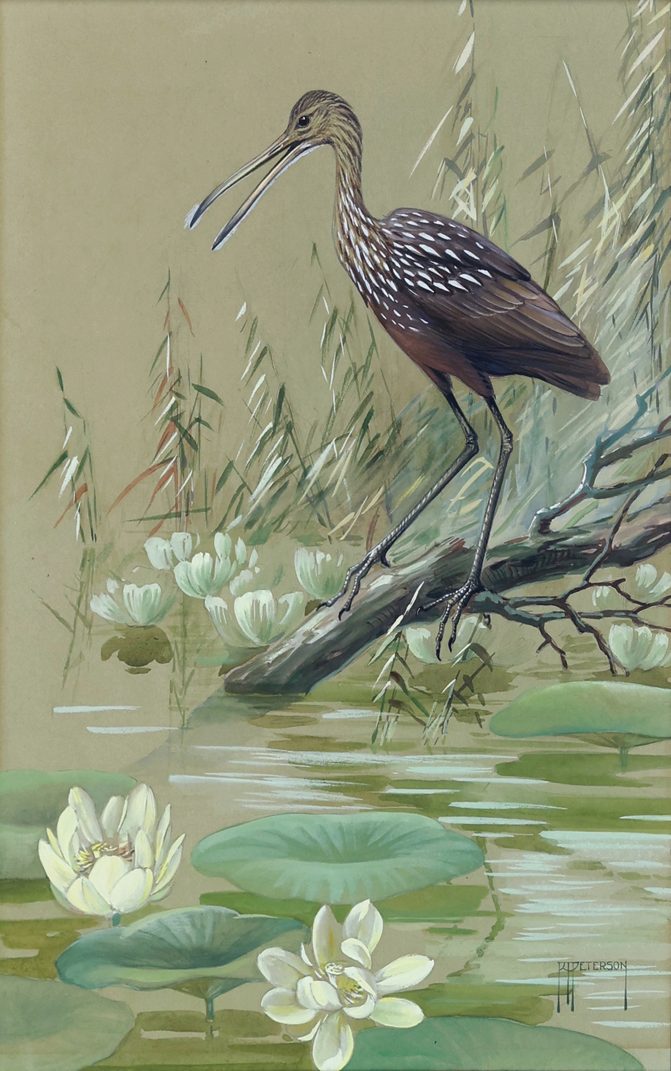 Limpkin Bird by Roger Tory Peterson, 1962