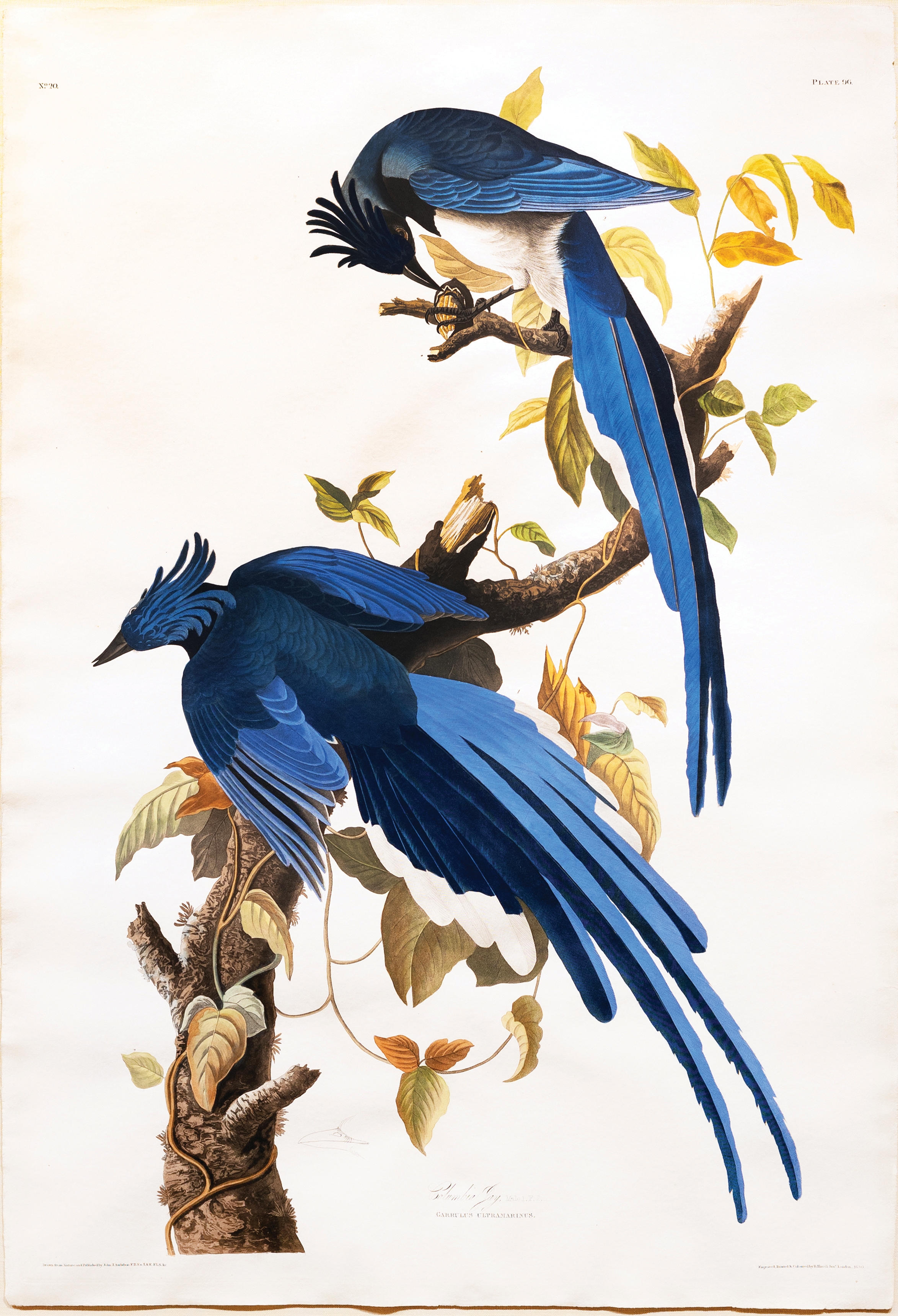 Artwork by John James Audubon, Audubon Aquatint, Columbia Jay, Made of Aquatint engraving