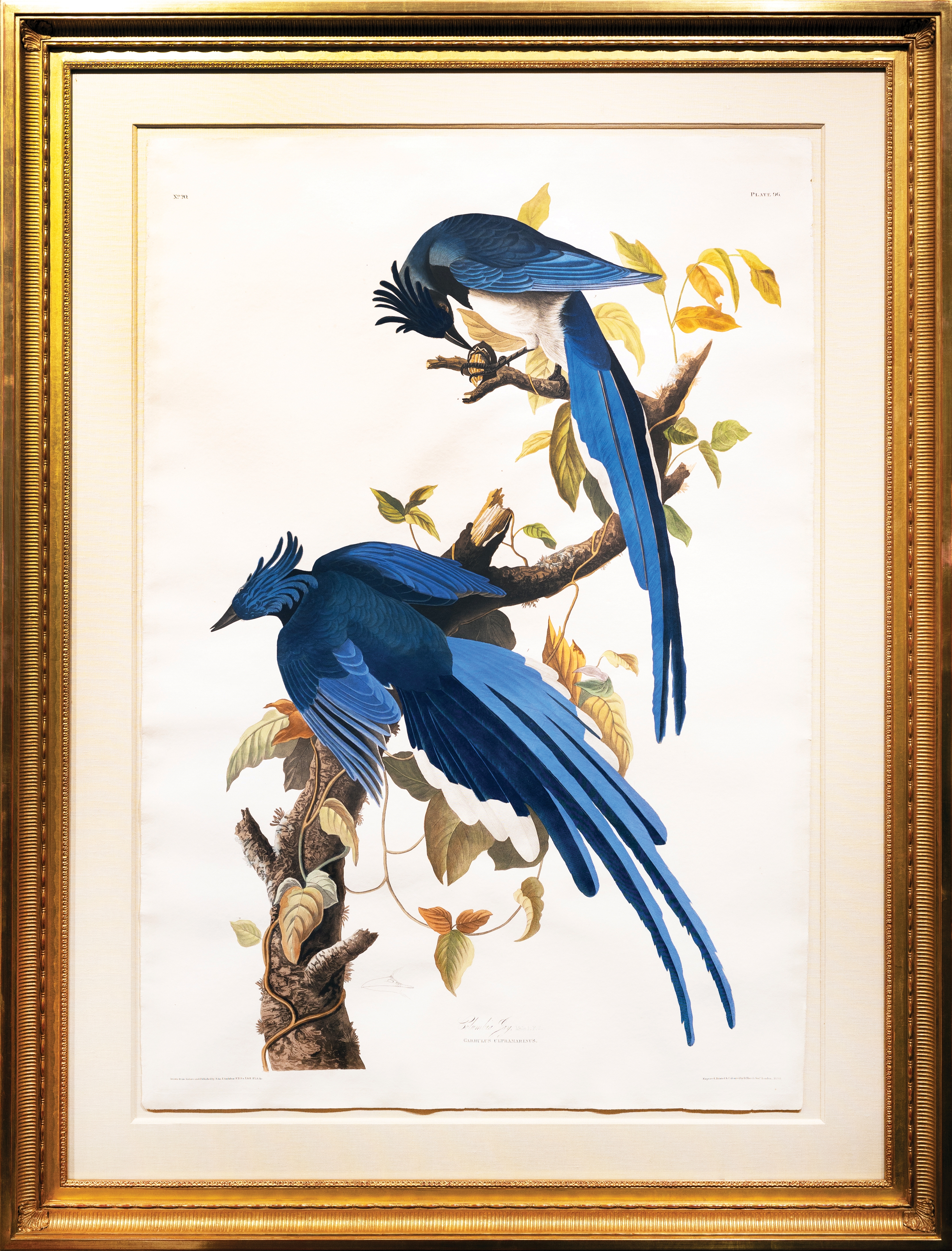 Artwork by John James Audubon, Audubon Aquatint, Columbia Jay, Made of Aquatint engraving
