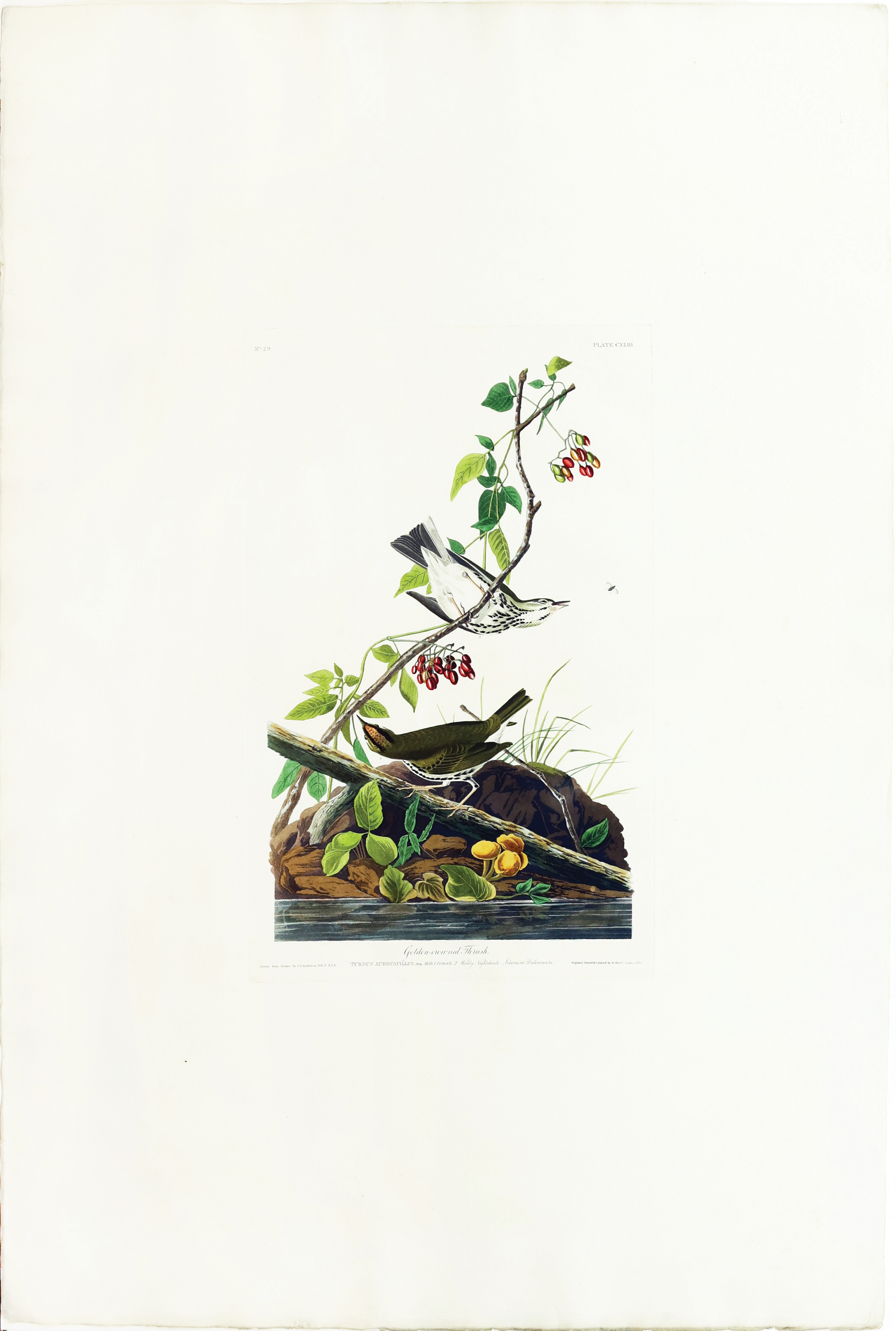 Audubon Aquatint, Golden-Crowned Thrush
