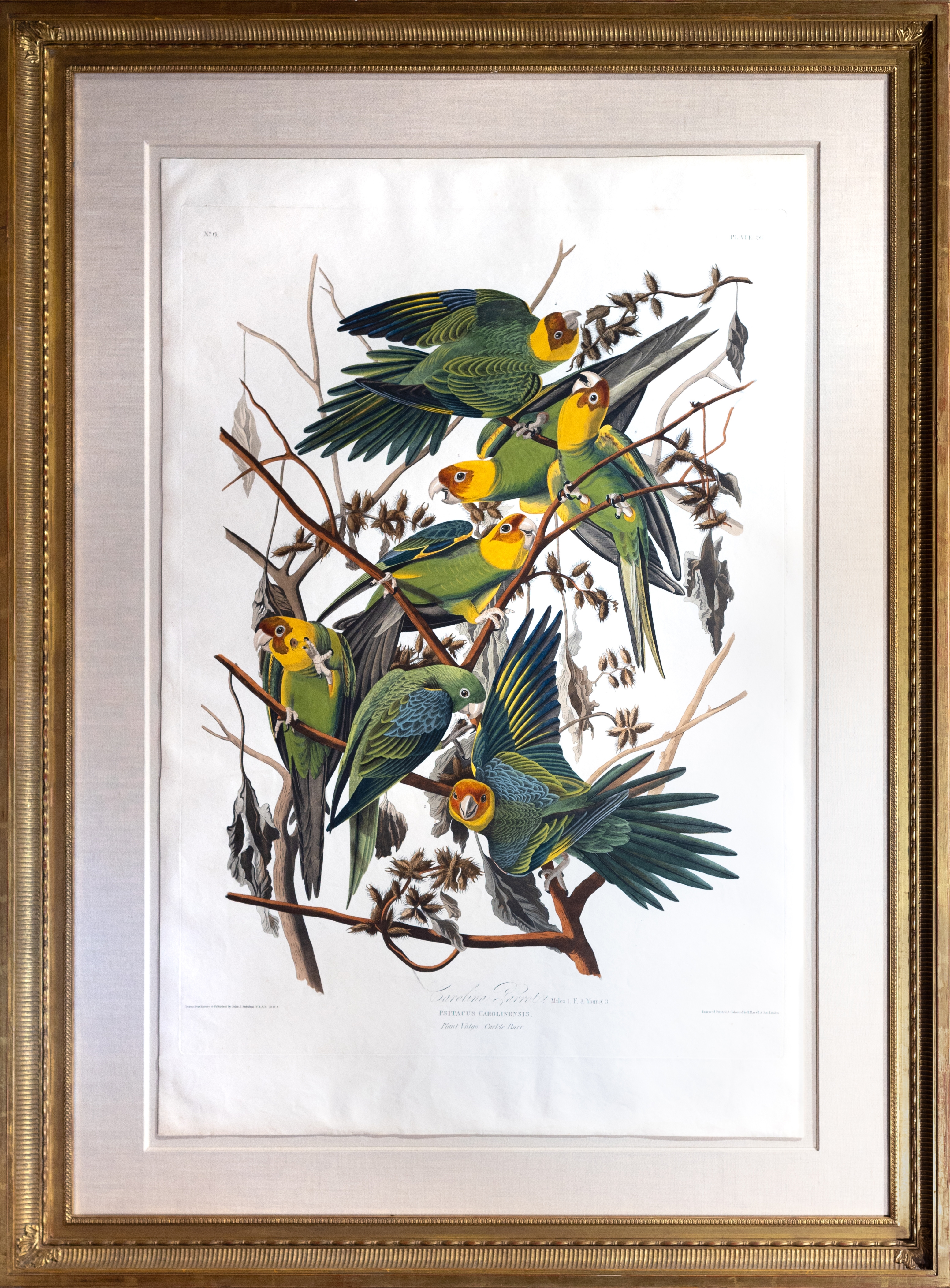 Audubon Aquatint, Carolina Parrot by John James Audubon