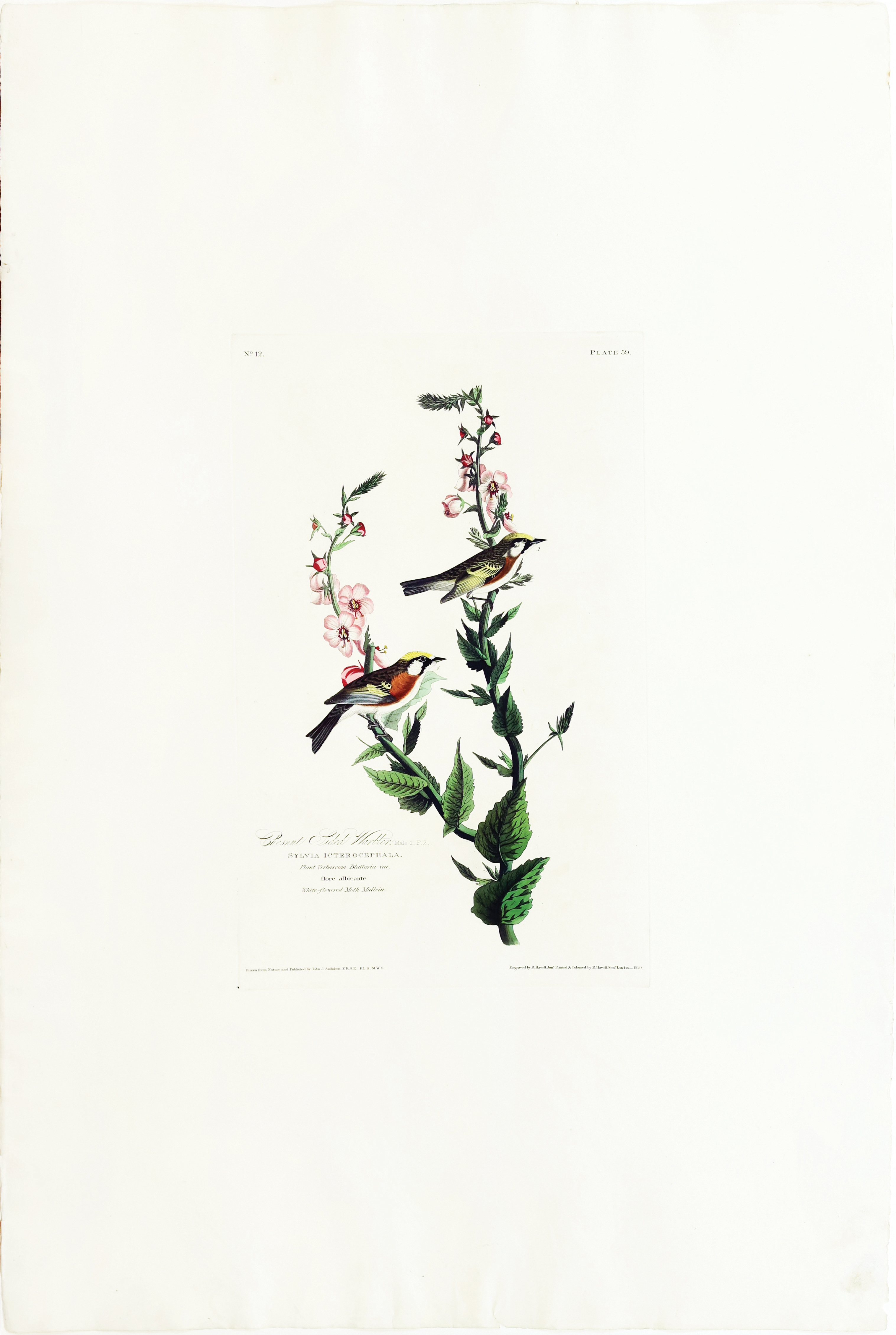Audubon Aquatint, Chesnut-sided Warbler by John James Audubon