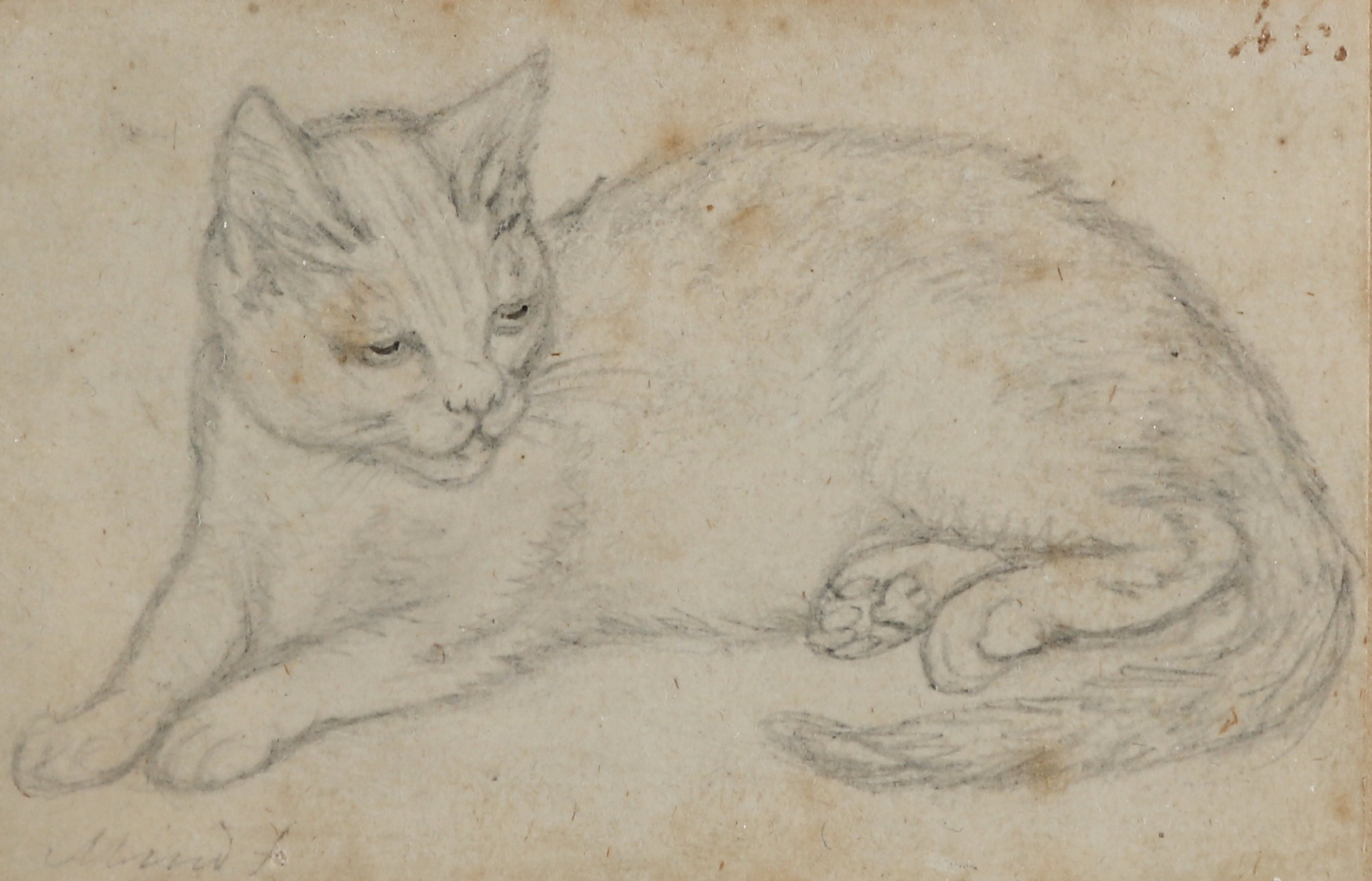 Artwork by Gottfried Mind, Liegende Katze, nach links, Made of Pencil, watercolor and string on paper mounted on panel