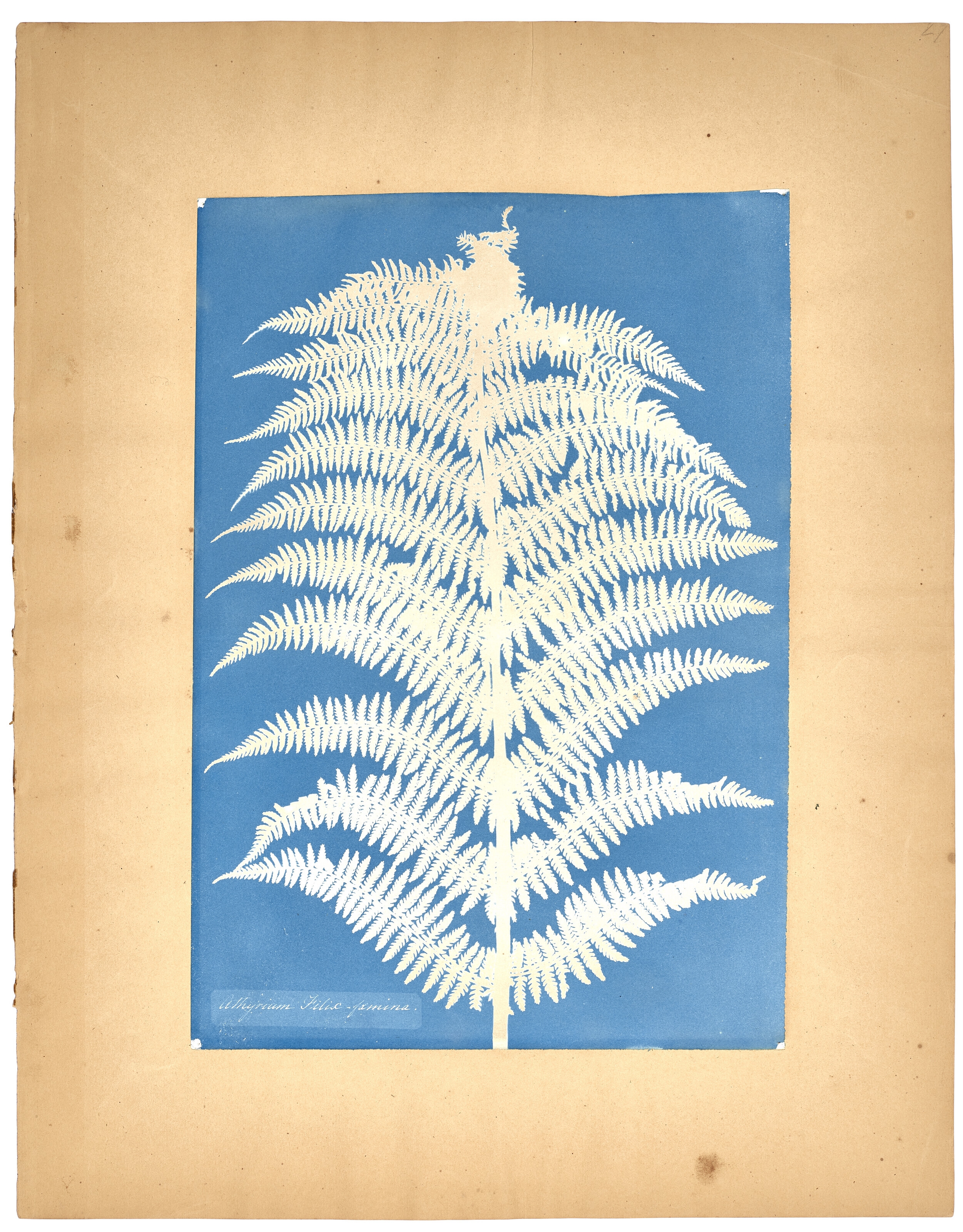 Artwork by Anna Atkins, Athyrium Filif-Foemina, c. 1850, Made of unique cyanotype, mounted on paper