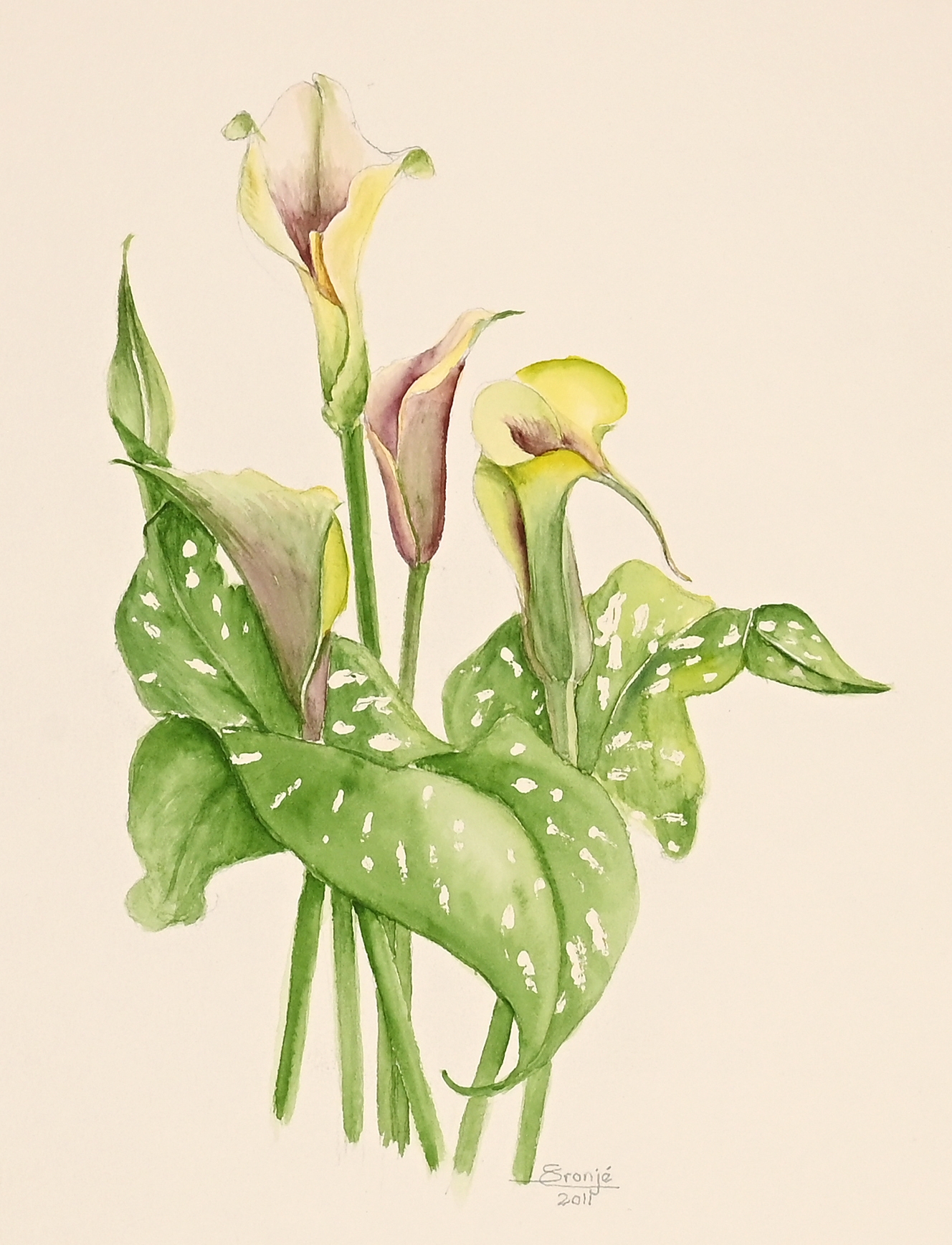 Calla Lily by Susan Cronje, dated 2011