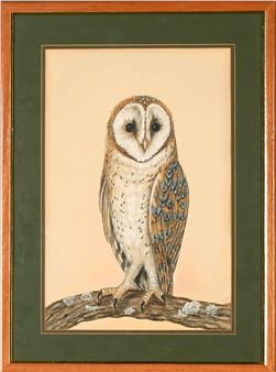Four Avian Studies: Owls - Julia Birkhead
