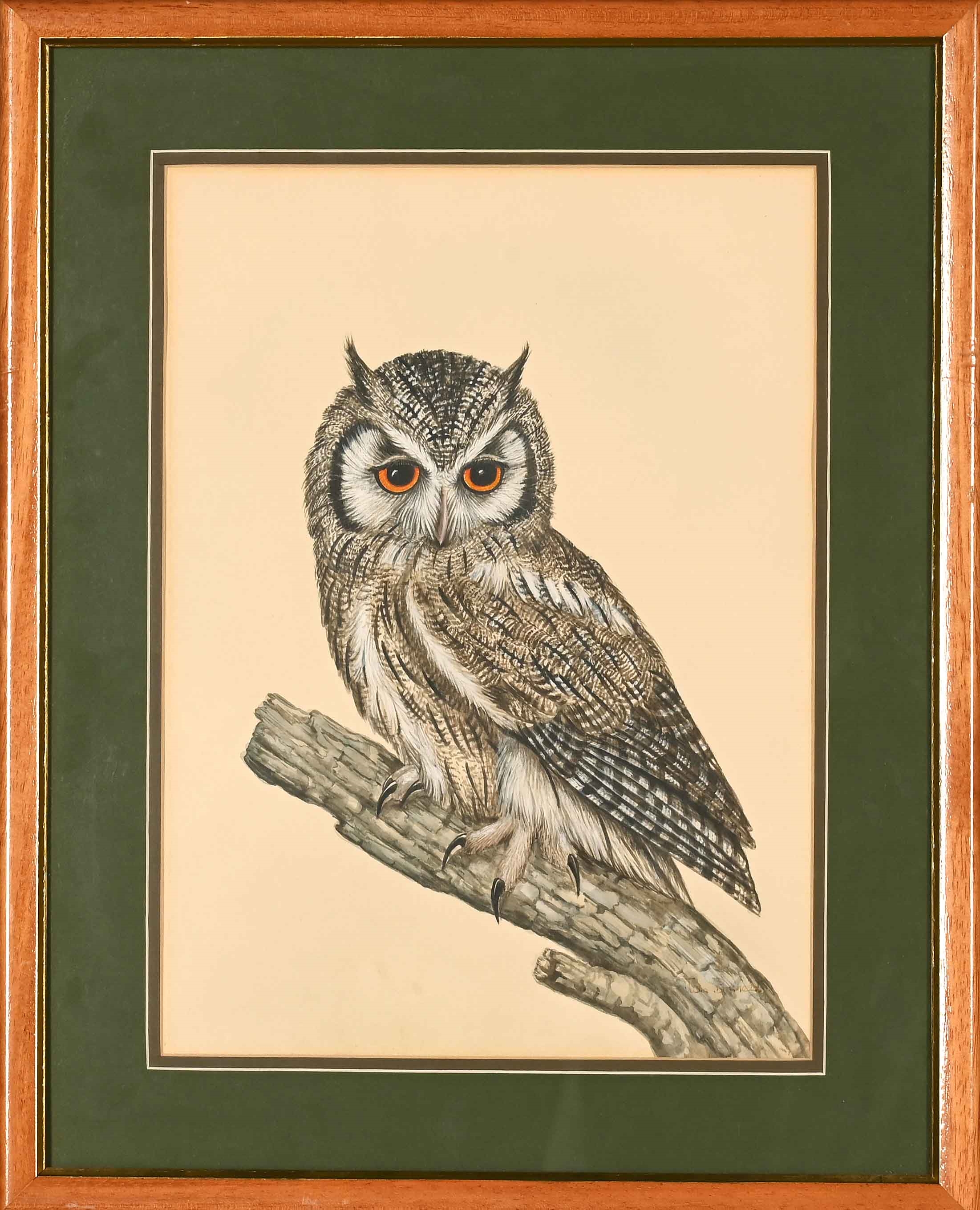 Artwork by Julia Birkhead, Four Avian Studies: Owls, Made of watercolour and gouache on paper