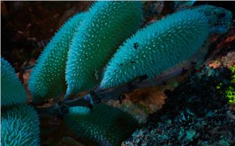 Enduring Amazon: Life & Afterlife in the Rainforest - The Momentary