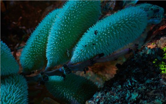 Enduring Amazon: Life & Afterlife in the Rainforest - The Momentary