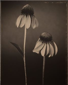 Tom Baril: Botanica - Robert Koch Gallery