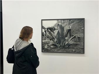 Pablo López Luz: Maguey - Arróniz Arte Contemporáneo