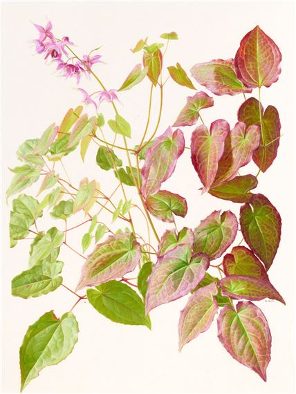 Raymond Booth | Rhododendron Maculife rum Anwheiense (1998