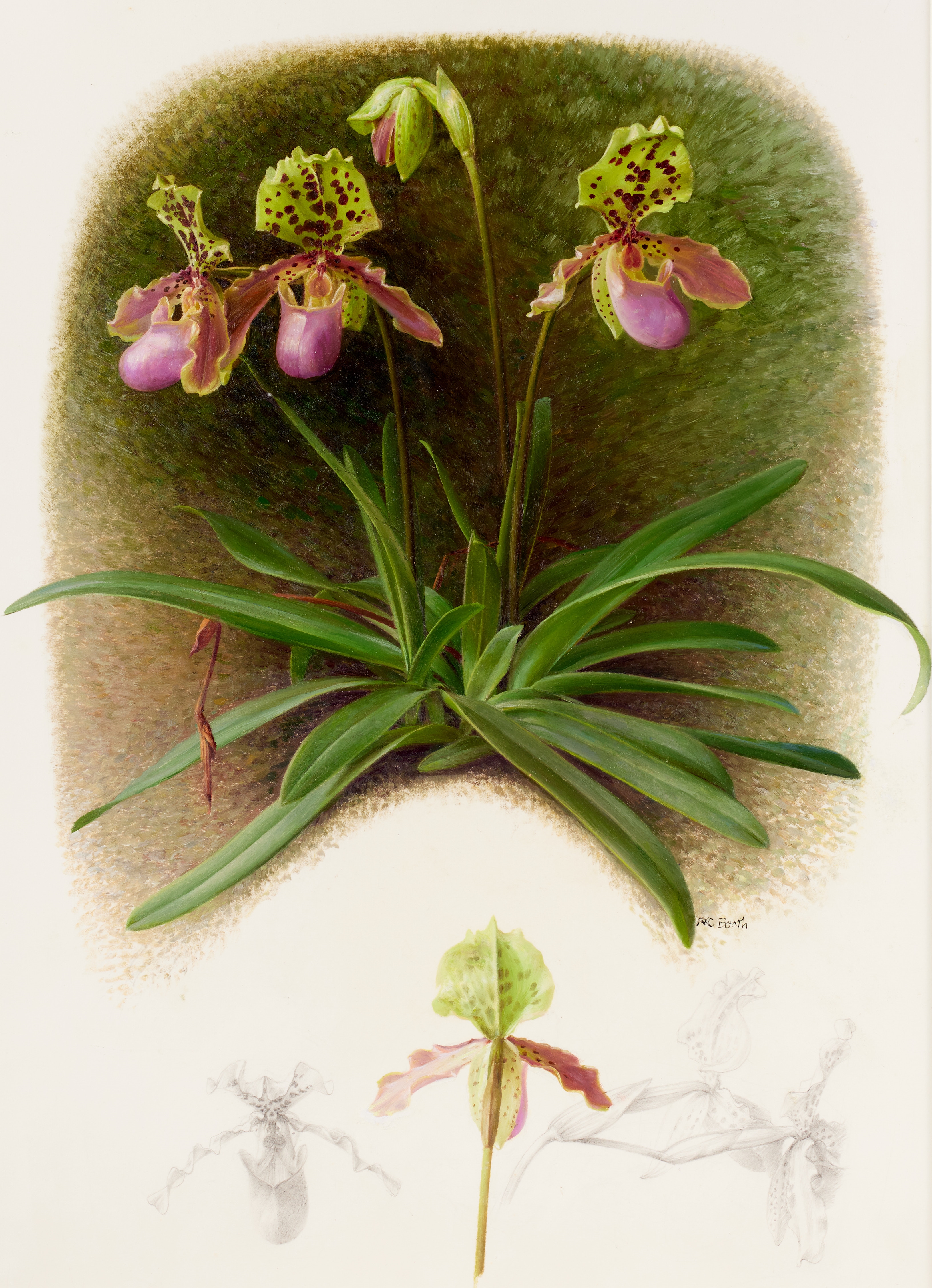 Raymond Booth | Paphiopedilum | MutualArt