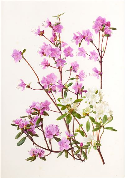 Raymond Booth、Rhododendron'Cowslip'