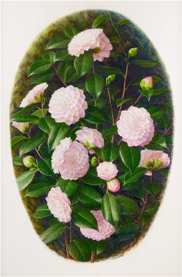 Raymond Booth | Rhododendron Maculife rum Anwheiense (1998