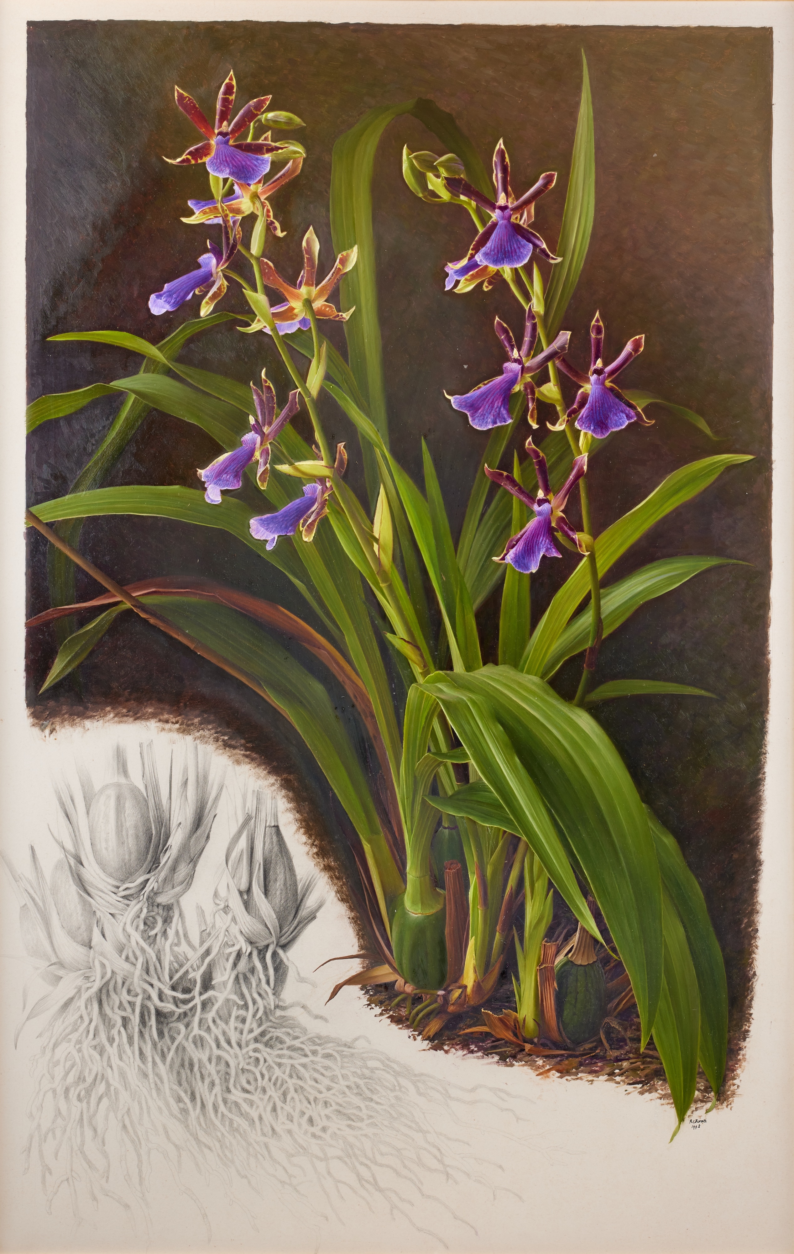 Raymond Booth | “Zygopetalum Hybrid” (1992) | MutualArt