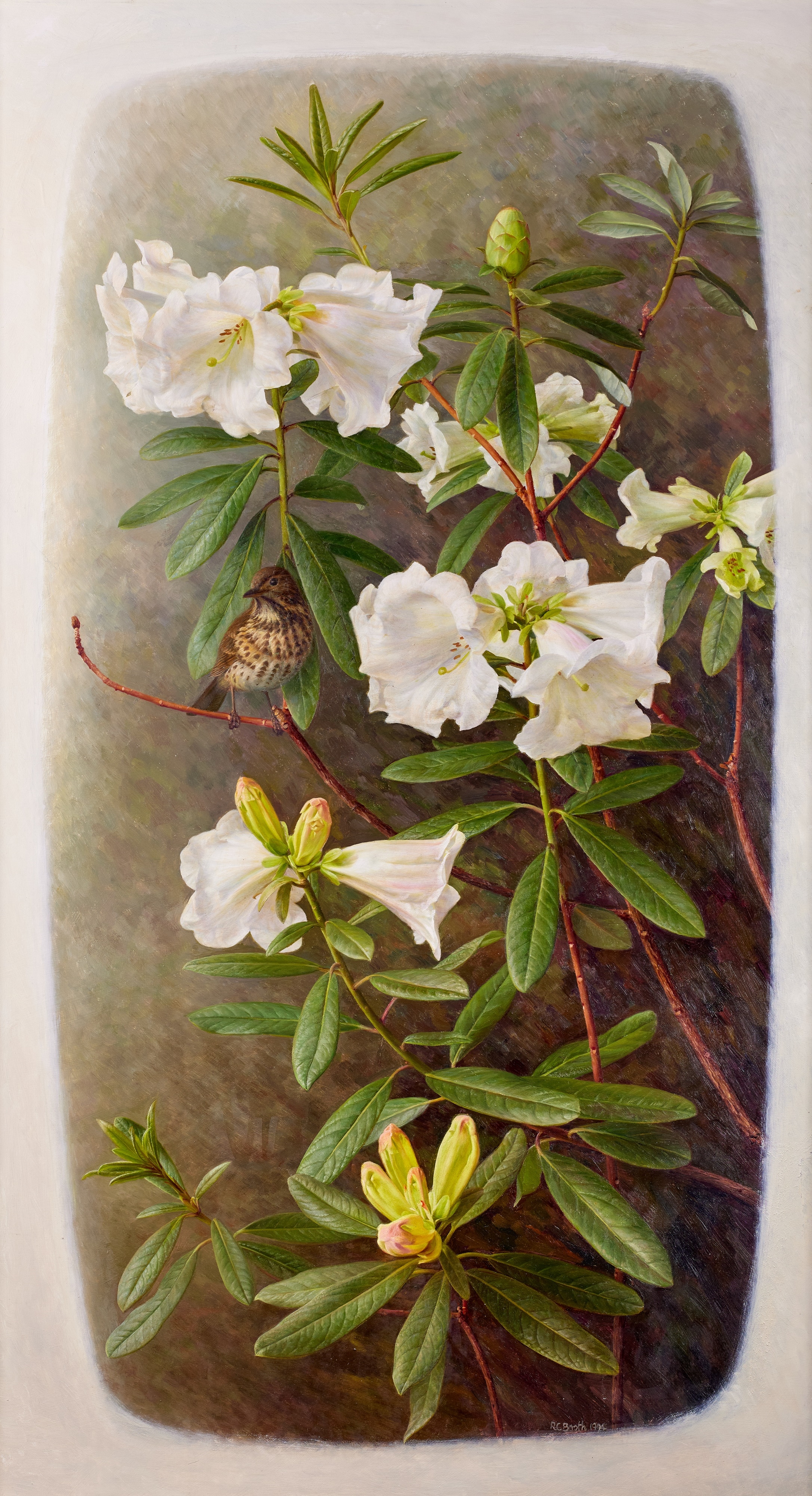RhododendronLindleyi by Raymond Booth, 1994