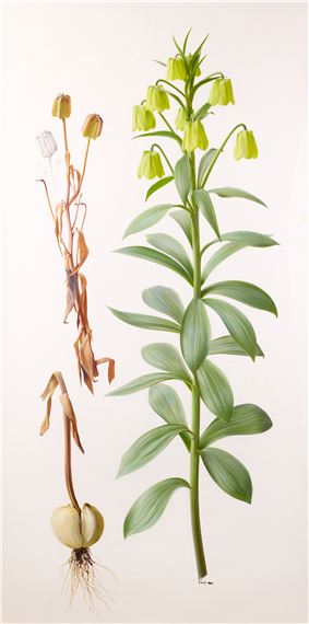 Raymond Booth | “Rhododendron” (1997) | MutualArt