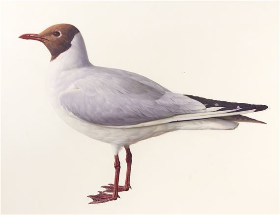 Raymond Booth | “Rhododendron” (1997) | MutualArt