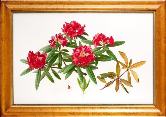 Raymond Booth | “Rhododendron” (1997) | MutualArt