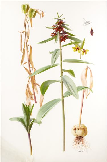 Raymond Booth、Rhododendron'Cowslip'