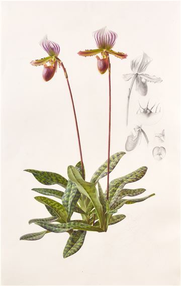 Raymond Booth | “PaphiopedilumBarbatum” | MutualArt