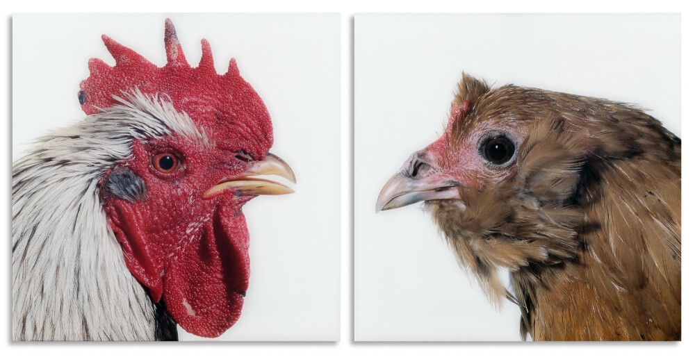 Artwork by Koen Vanmechelen, Mechelse Dresdner (M) x Dutch Owlbeard (F) (2007), Made of lambdaprints between plexiglass