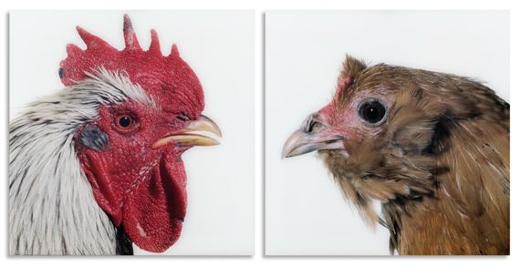 Mechelse Dresdner (M) x Dutch Owlbeard (F) (2007) by Koen Vanmechelen