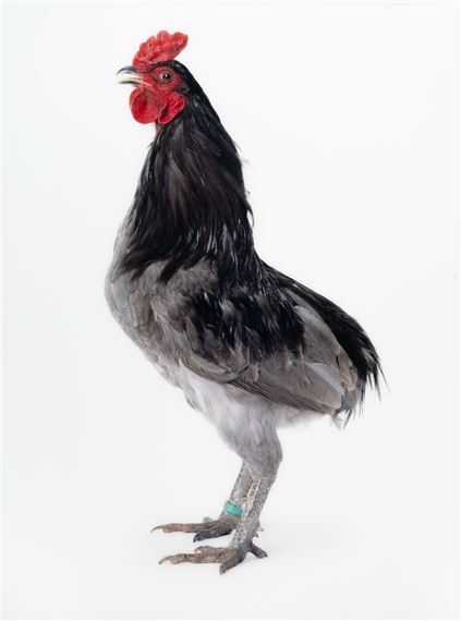 Mechelse Longcrower (2008) by Koen Vanmechelen