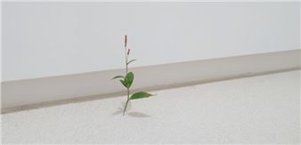 Yoshihiro Suda - Galería Elvira González