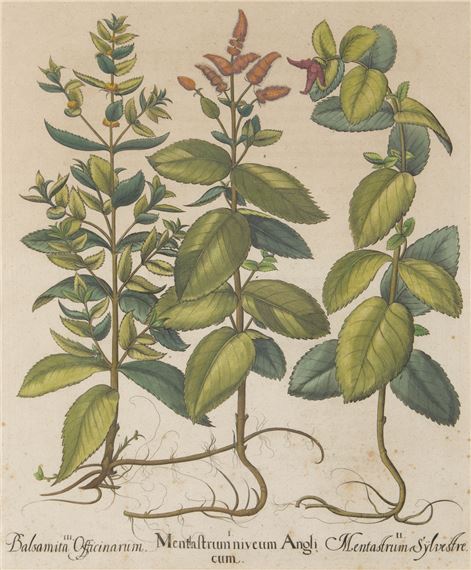 Menthaltrum niveum anglicum by Basilius Besler, 1613