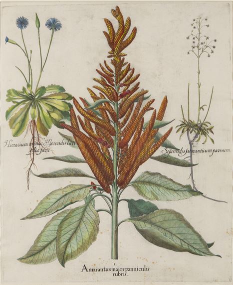 Amarantus maior panniculis rubris by Basilius Besler, 1613