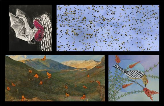 The Exotic Sublime: on a wing - Tohono Chul