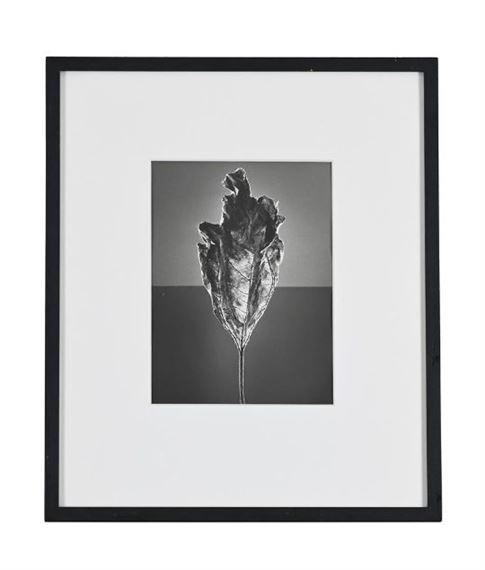 Stephane Graff | SUNFLOWER LEAF DECAY | MutualArt