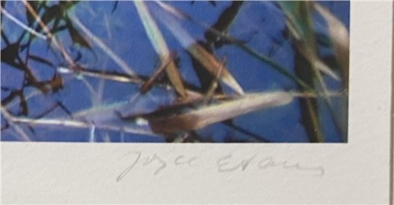 Joyce Evans | Mt Martha Water Reed | MutualArt