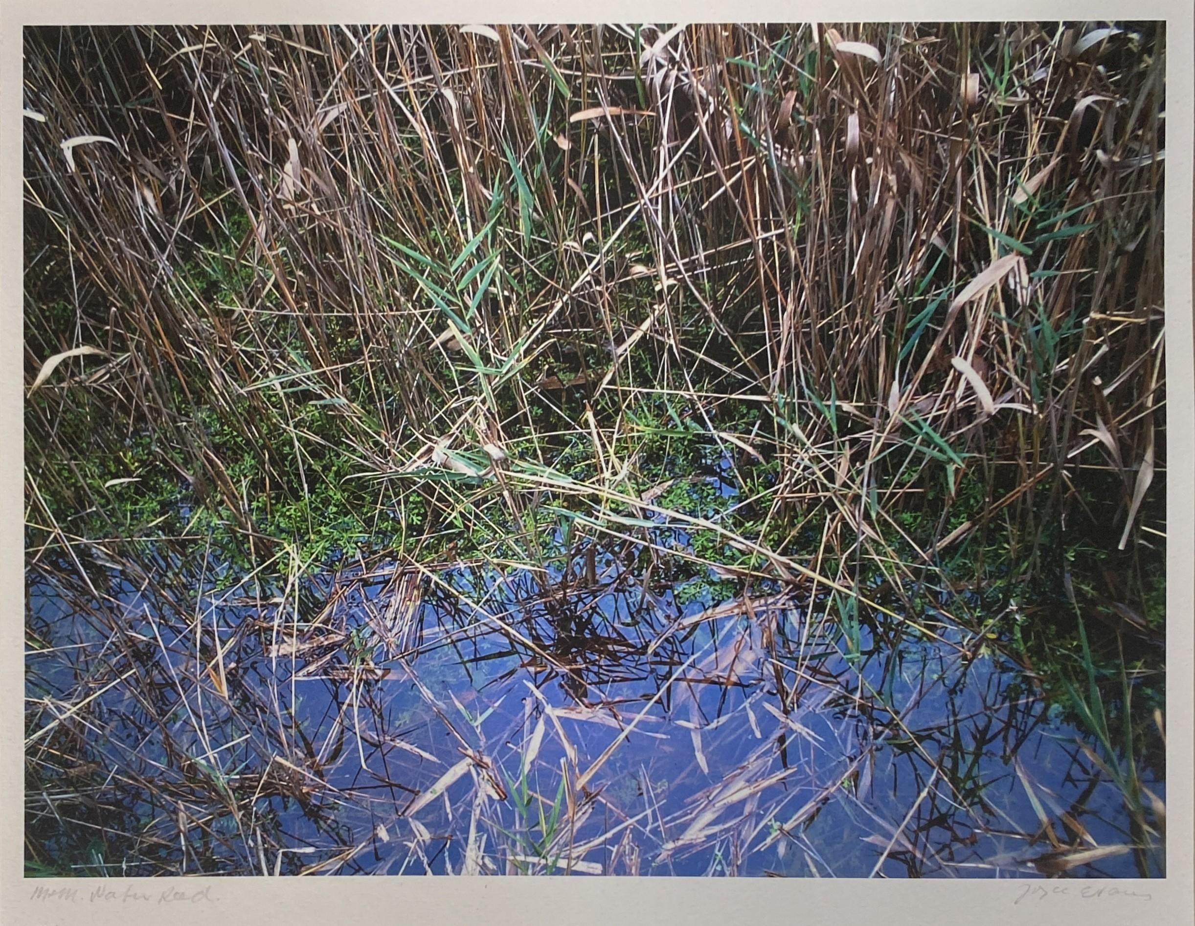 Joyce Evans | Mt Martha Water Reed | MutualArt
