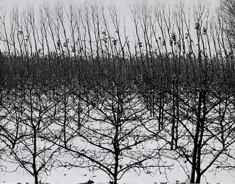 Orchards under the snow, 1971
