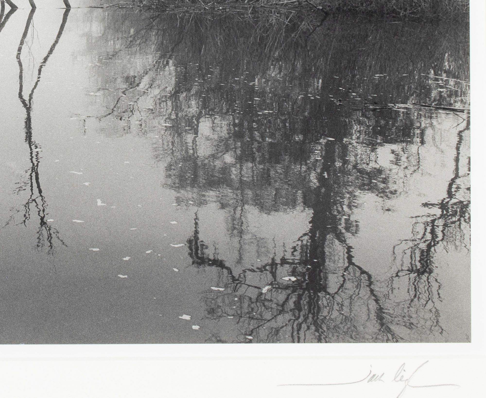 Artwork by Jack Leigh, Dancing Trees, Made of Silver Gelatin Print