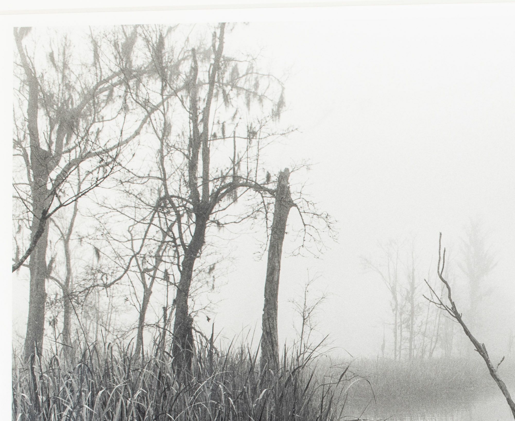 Artwork by Jack Leigh, Dancing Trees, Made of Silver Gelatin Print